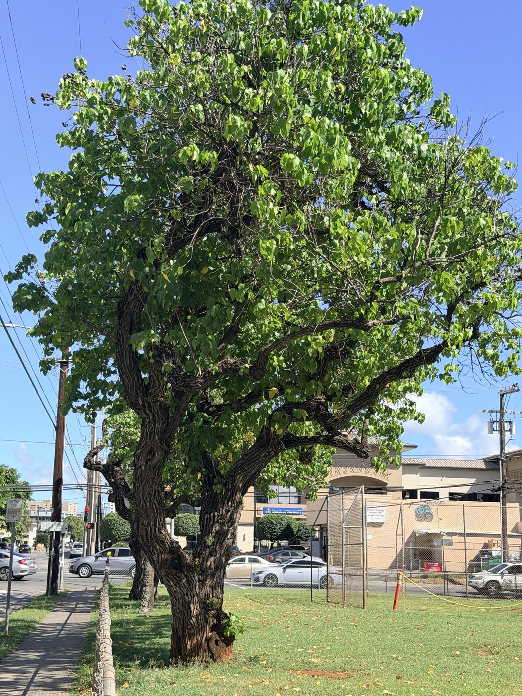 Baba&rsquo;s tree, on the Kinau Street side of the Queen Ka&lsquo;ahumanu School grounds, October 2026. Photograph by Craig Walsh.